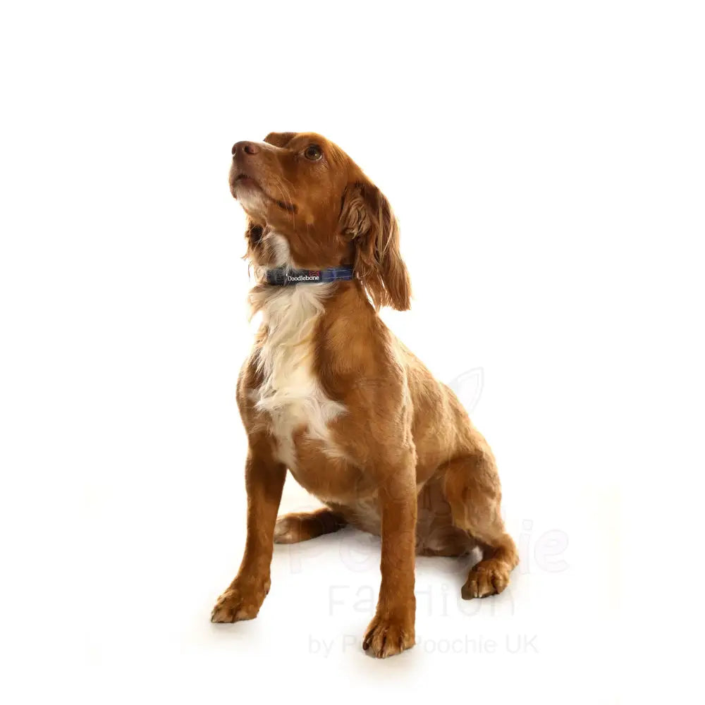 Doodlebone Padded Dog Collar - Forest - Doodlebone - 3