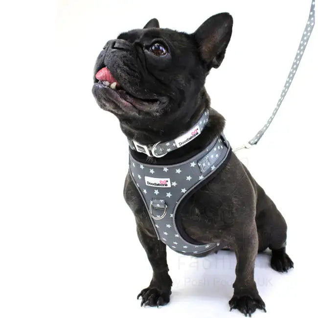 Doodlebone Padded Dog Collar - Grey Stars Glow in the Dark - Doodle - 4