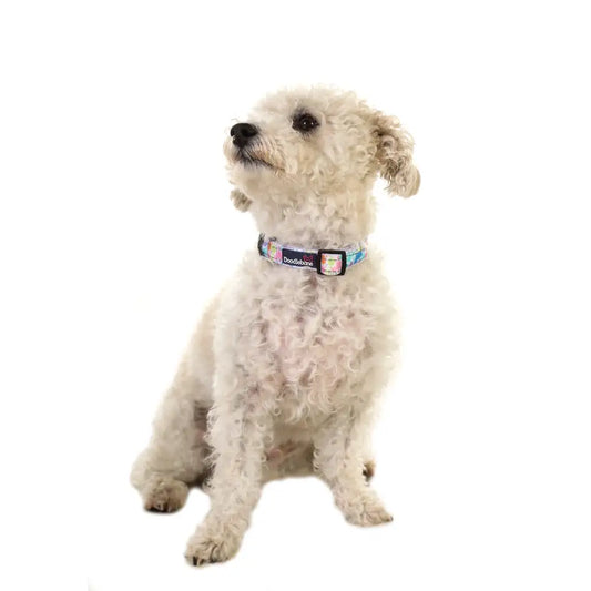Doodlebone Padded Dog Collar - Pastel Paint Splat - Doodlebone - 2