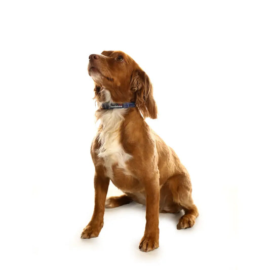 Doodlebone Padded Dog Collar - Terrain - Doodlebone - 2
