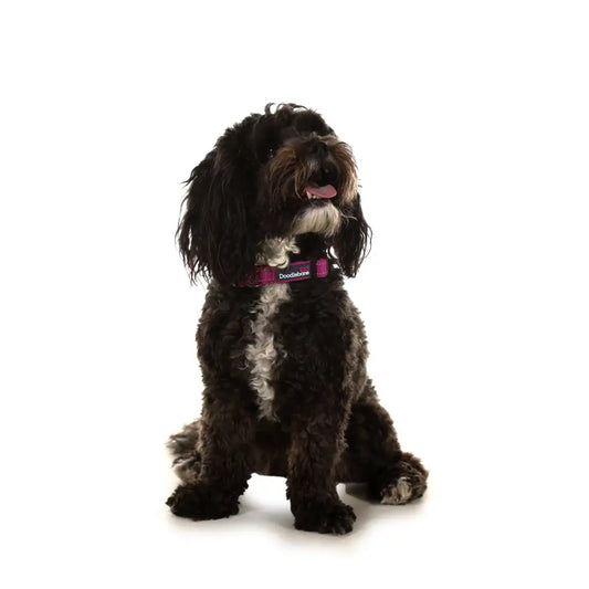 Doodlebone Padded Dog Collar - Thistle - Doodlebone - 2