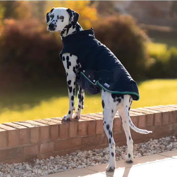 Doodlebone Puffer Dog Jacket in Coal - Doodle - 5