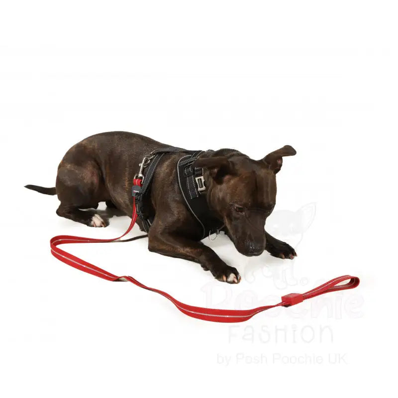 Doodlebone Rechargeable Light-up Dog Lead Berry Red - Doodlebone - 9