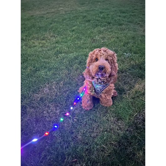 Doodlebone Rechargeable Light-up Dog Lead Berry Red - Doodlebone - 2