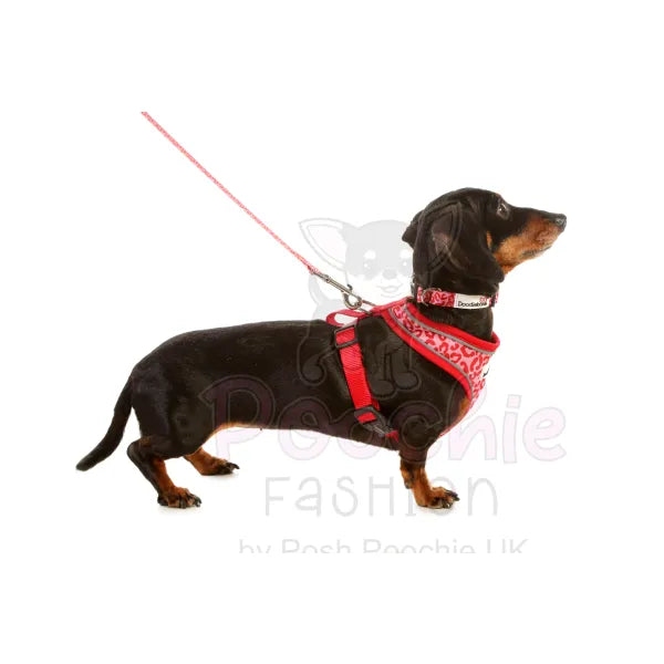 Doodlebone Snappy Dog Harness - Ruby Leopard - Doodlebone - 5