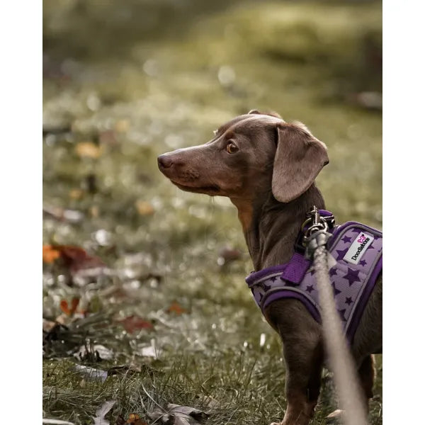 Doodlebone Snappy Dog Harness - Violet Stars - Doodlebone - 9