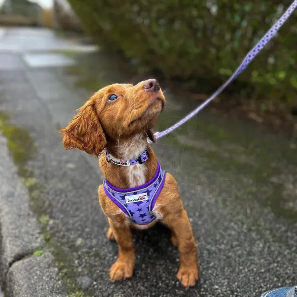 Doodlebone Snappy Dog Harness - Violet Stars - Doodlebone - 8