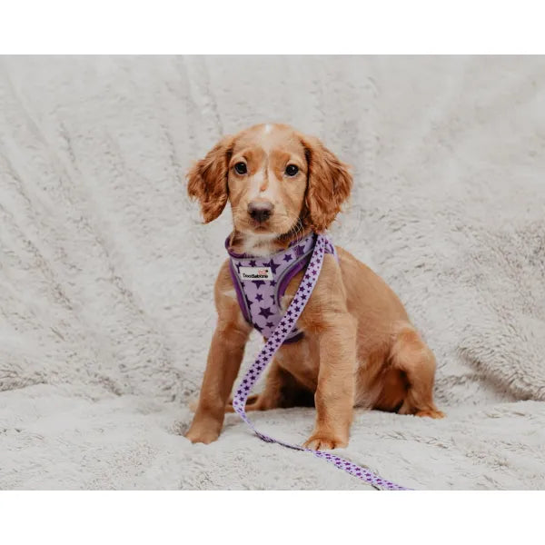 Doodlebone Snappy Dog Harness - Violet Stars - Doodlebone - 7