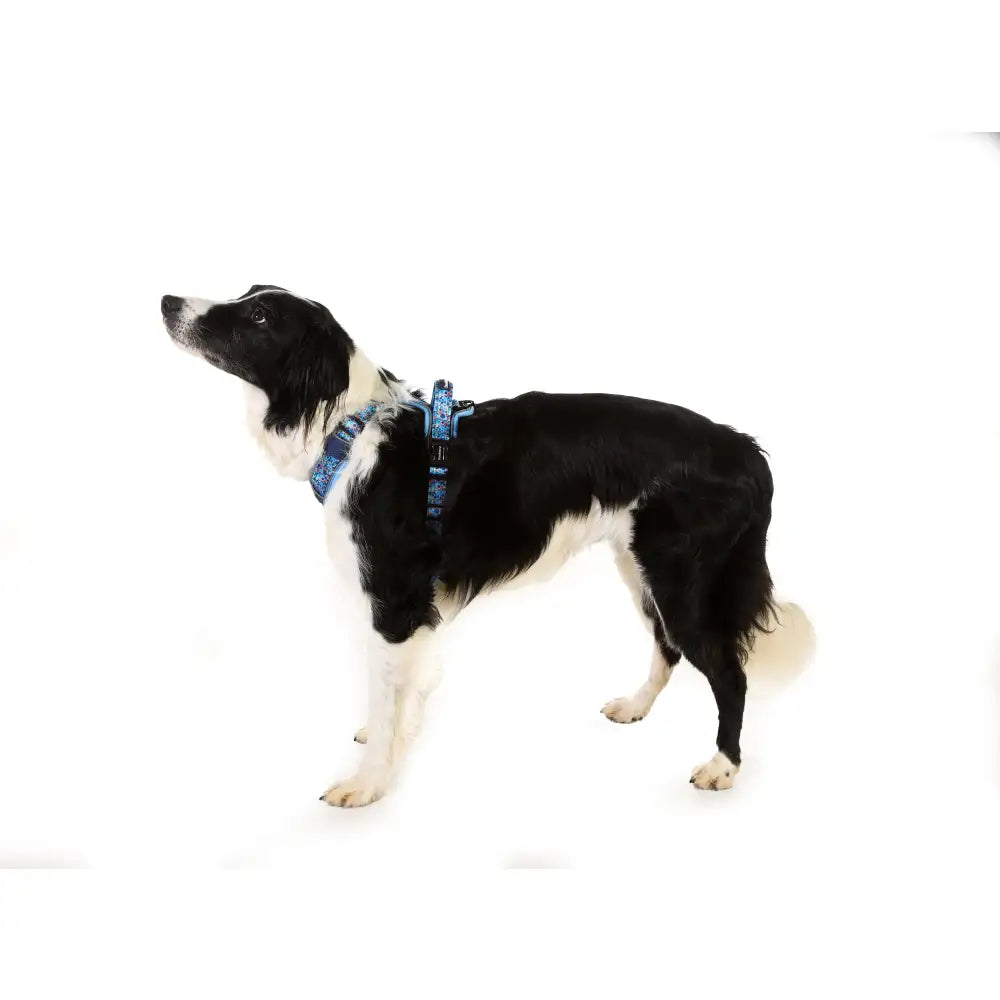 Doodlebone with me Dog Harness - Navy Reef - Doodlebone - 14