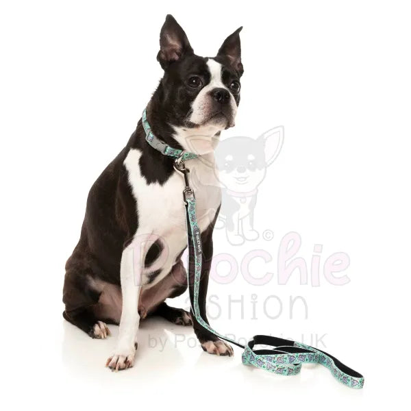 Dreamtime Koalas Dog Collar by Fuzzyard Fuzzyard 2