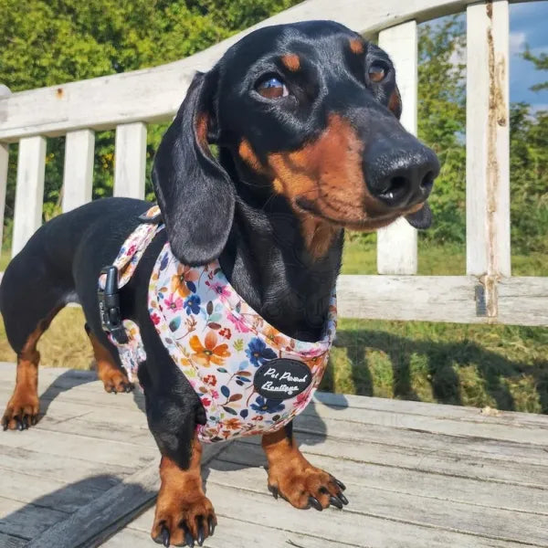 Enchanted Meadow Floral Dog Harness - Pet Pooch - 4