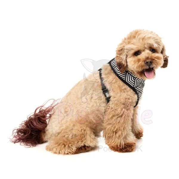 Fitzroy Dog Harness by Fuzzyard - Fuzzyard - 4