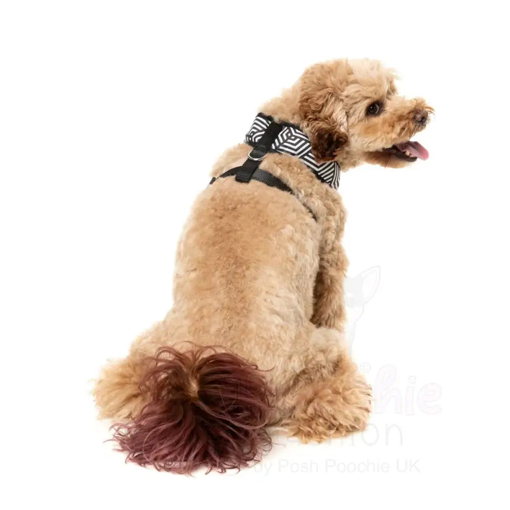 Fitzroy Dog Harness by Fuzzyard - Fuzzyard - 5