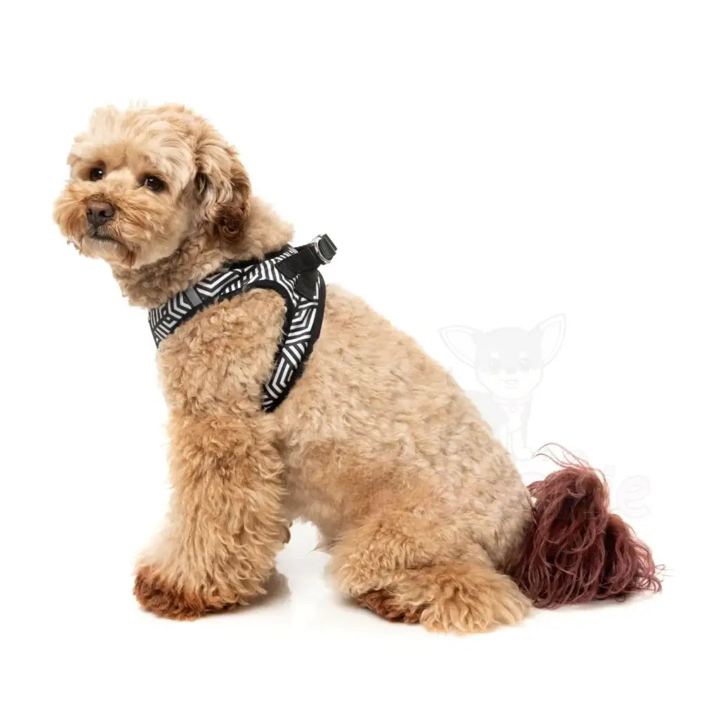 Fitzroy Step in Dog Harness by Fuzzyard - Fuzzyard - 6