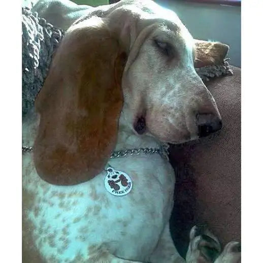 Free Hugs Dog Id Tag - Ps Pet Tags - 2