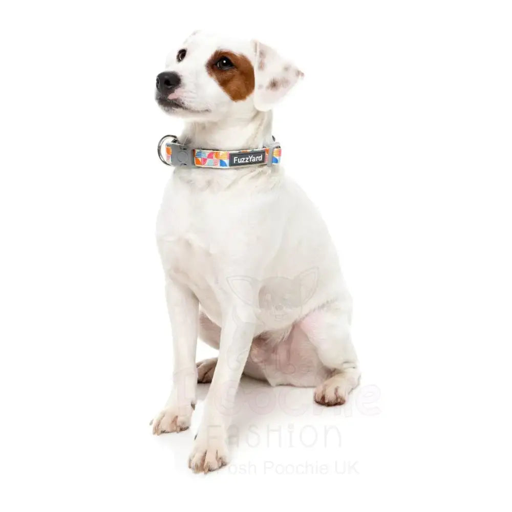 Fresh Zest Dog Collar by Fuzzyard - Fuzzyard - 2