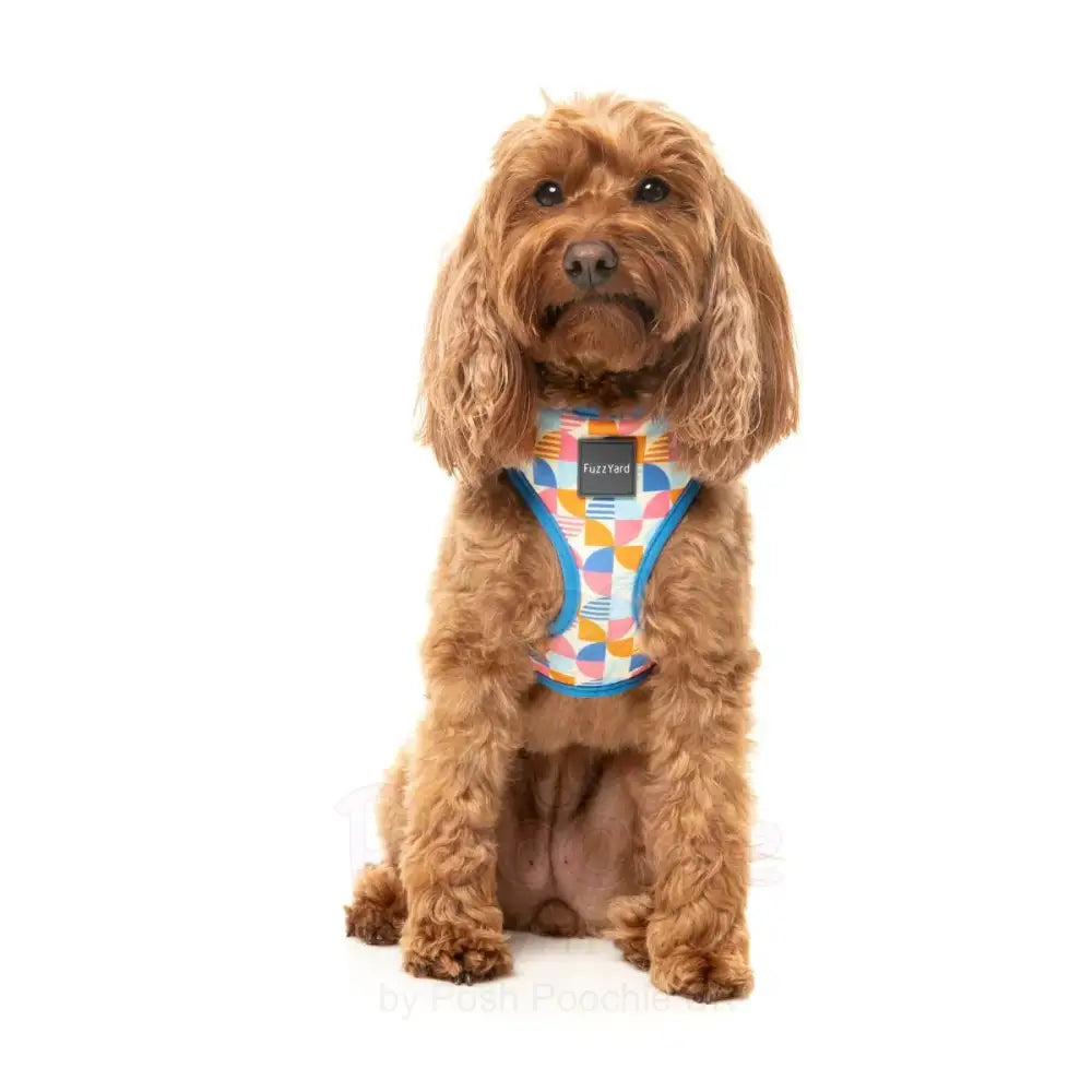 Fresh Zest Dog Harness by Fuzzyard - Fuzzyard - 6