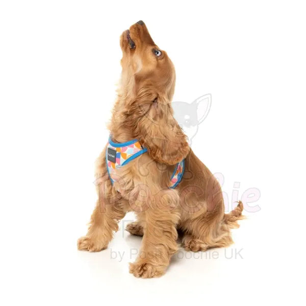 Fresh Zest Step in Dog Harness by Fuzzyard Fuzzyard 4