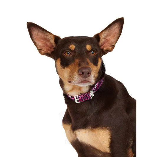 Funky Pink Leopard Dog Collar Large - Sale - 2