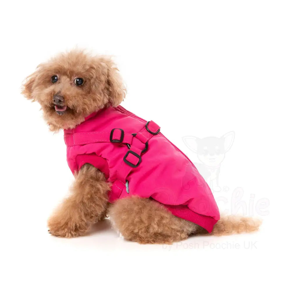 Fuzzyard Flash Dog Harness Jacket - Magenta - Fuzzyard - 7