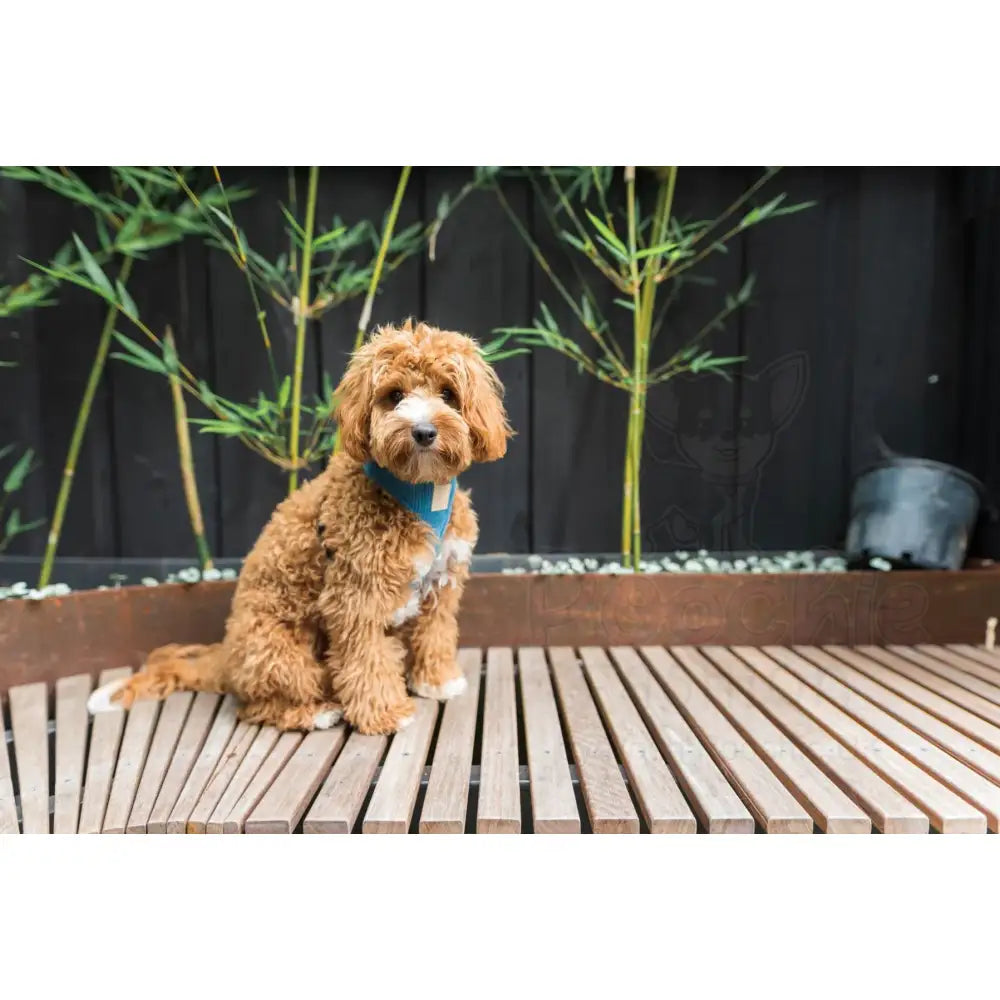 Fuzzyard Life Corduroy Dog Harness in French Blue - Fuzzyard - 3