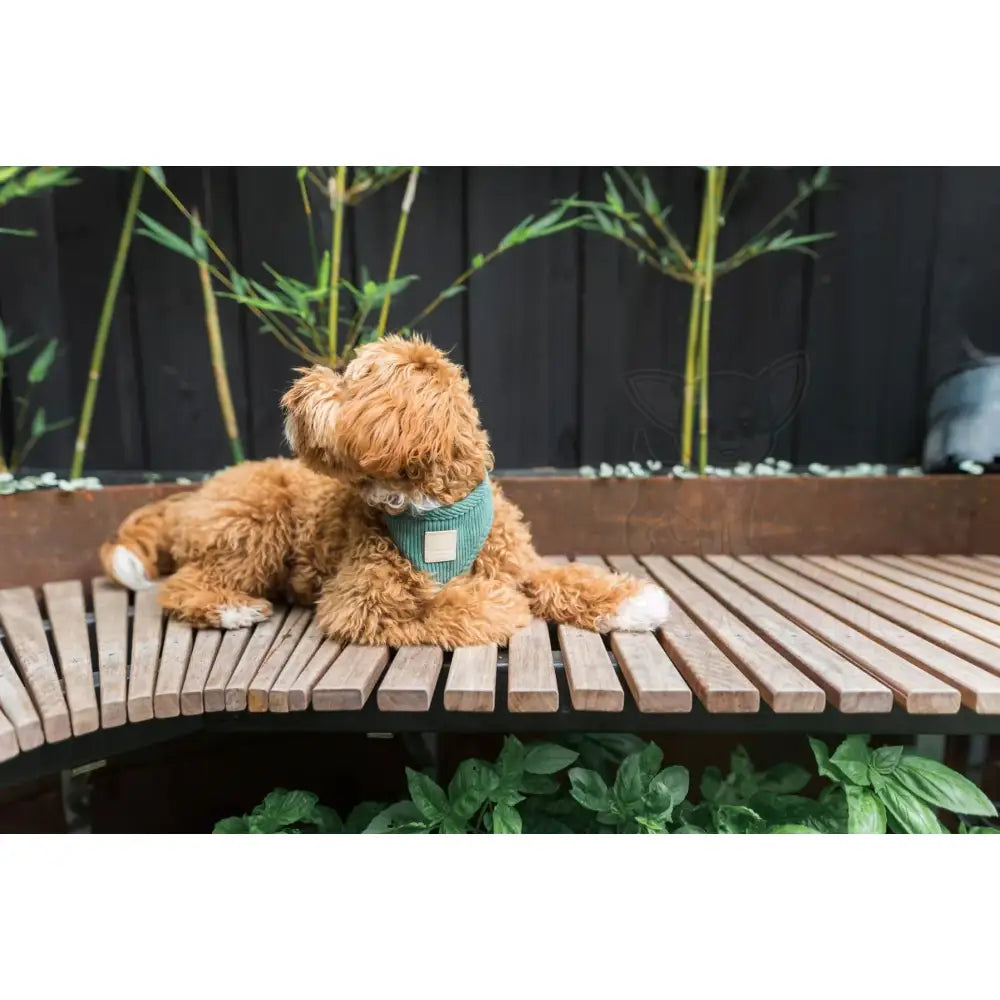 Fuzzyard Life Corduroy Dog Harness in Myrtle Green - Fuzzyard - 3