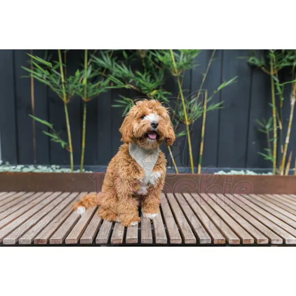 Fuzzyard Life Corduroy Dog Harness in Sandstone - Fuzzyard - 3
