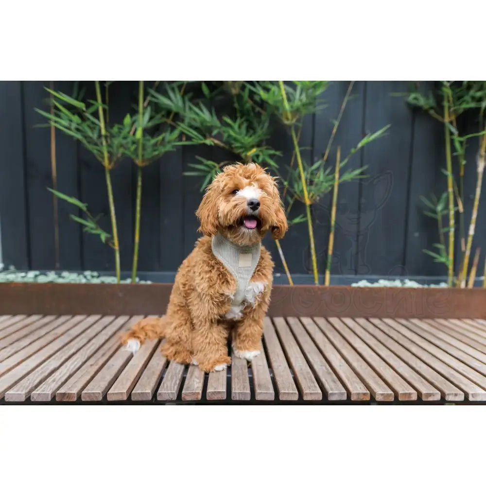 Fuzzyard Life Corduroy Dog Harness in Sandstone - Fuzzyard - 3