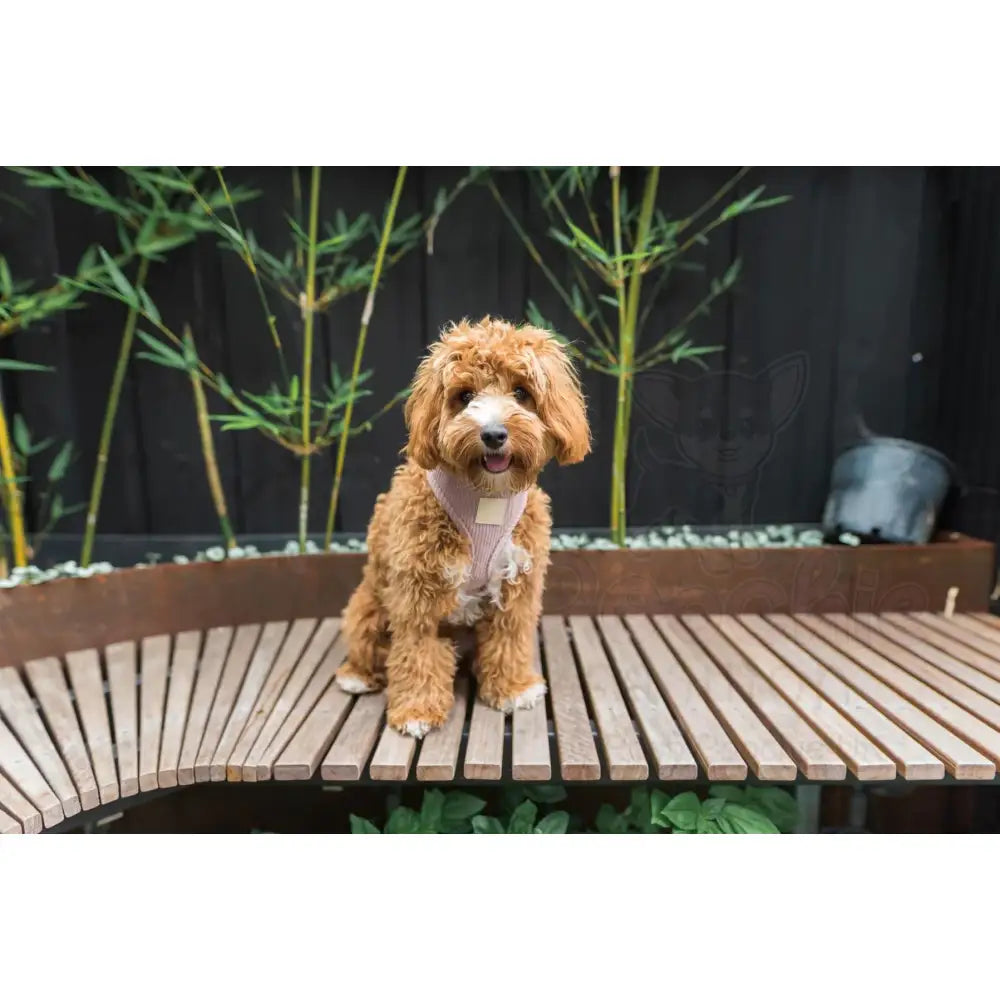 Fuzzyard Life Corduroy Dog Harness in Soft Blush Pink - Fuzzyard - 3