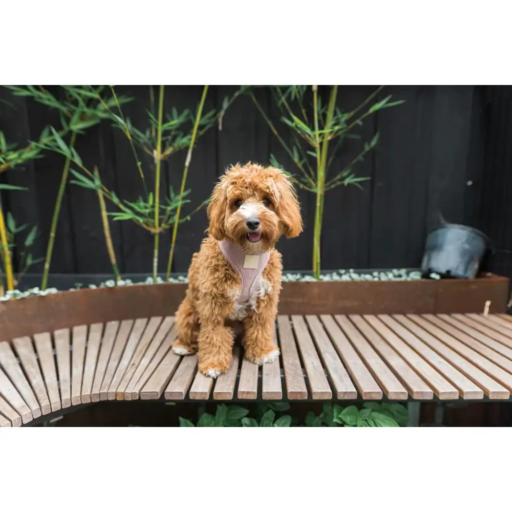 Fuzzyard Life Corduroy Dog Harness in Soft Blush Pink - Fuzzyard - 3