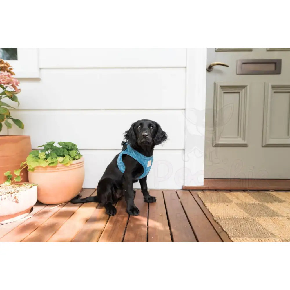 Fuzzyard Life Corduroy Step-in Dog Harness in French Blue - Fuzzyard - 3