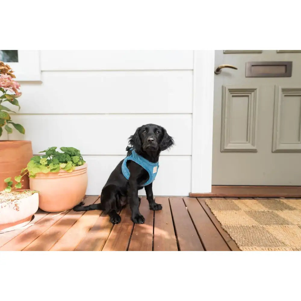 Fuzzyard Life Corduroy Step-in Dog Harness in French Blue - Fuzzyard - 3