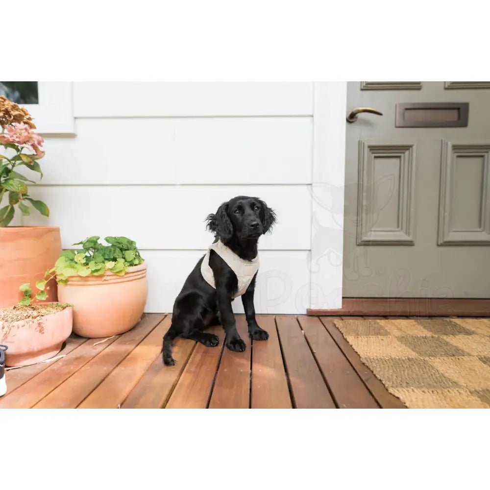 Fuzzyard Life Corduroy Step-in Dog Harness in Sandstone - Fuzzyard - 3