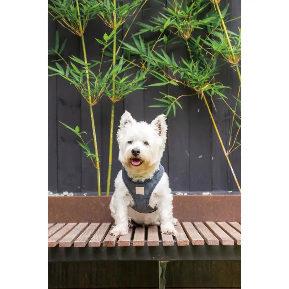 Fuzzyard Life Corduroy Step-in Dog Harness in Slate Grey - Fuzzyard - 3