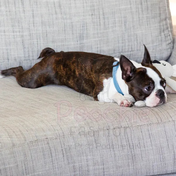 Fuzzyard Life Dog Collar in French Blue Fuzzyard 3