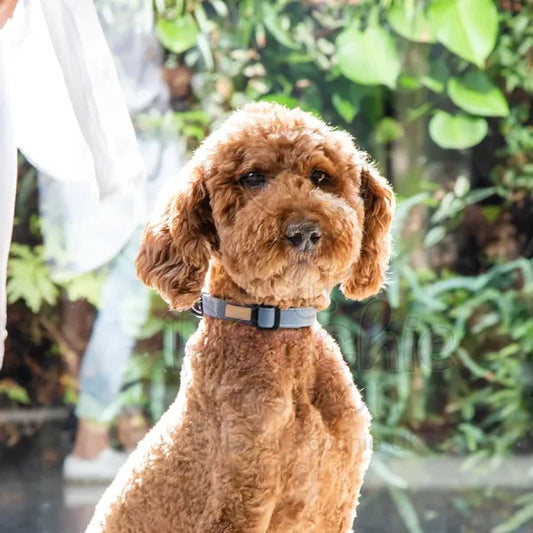 Fuzzyard Life Dog Collar in French Blue Fuzzyard 2