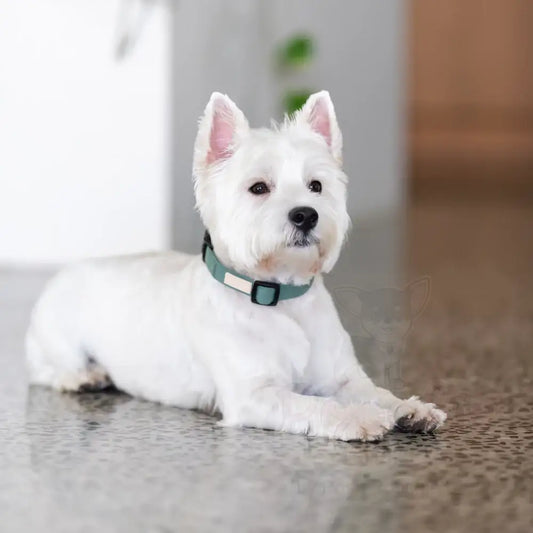 Fuzzyard Life Dog Collar in Myrtle Green - Fuzzyard - 2