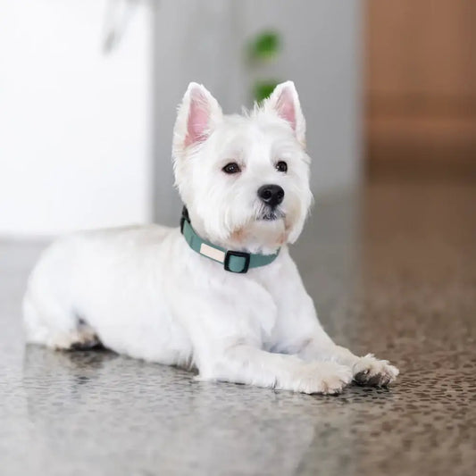 Fuzzyard Life Dog Collar in Myrtle Green - Fuzzyard - 2