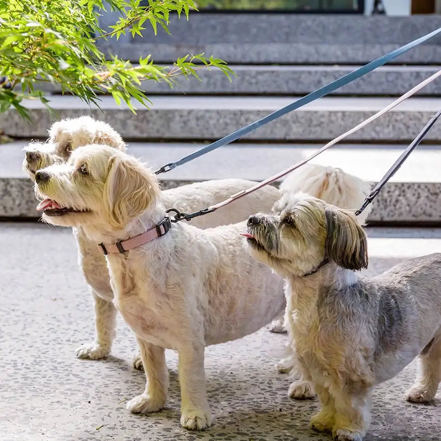 Fuzzyard Life Dog Collar in Soft Blush Pink - Fuzzyard - 3