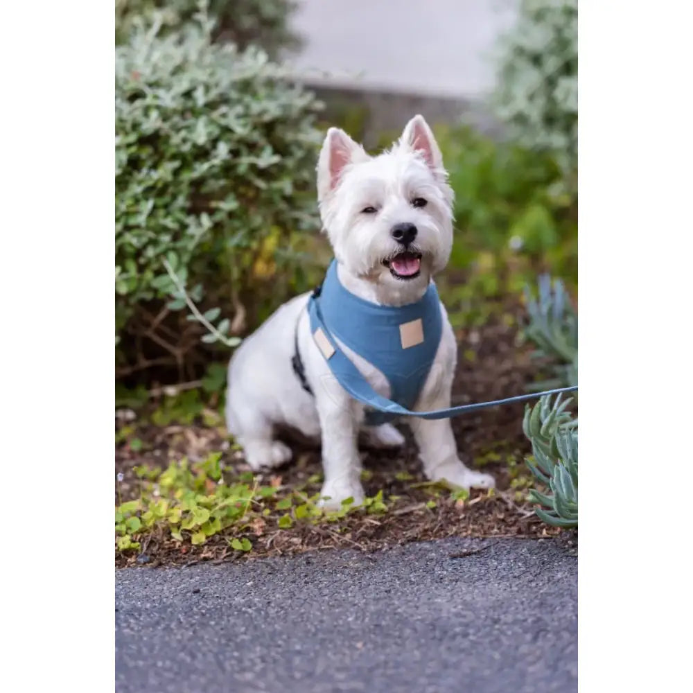 Fuzzyard Life Dog Harness in French Blue - Fuzzyard - 3