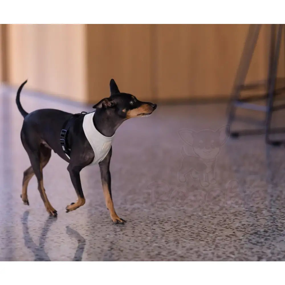 Fuzzyard Life Dog Harness in Sandstone - Fuzzyard - 3