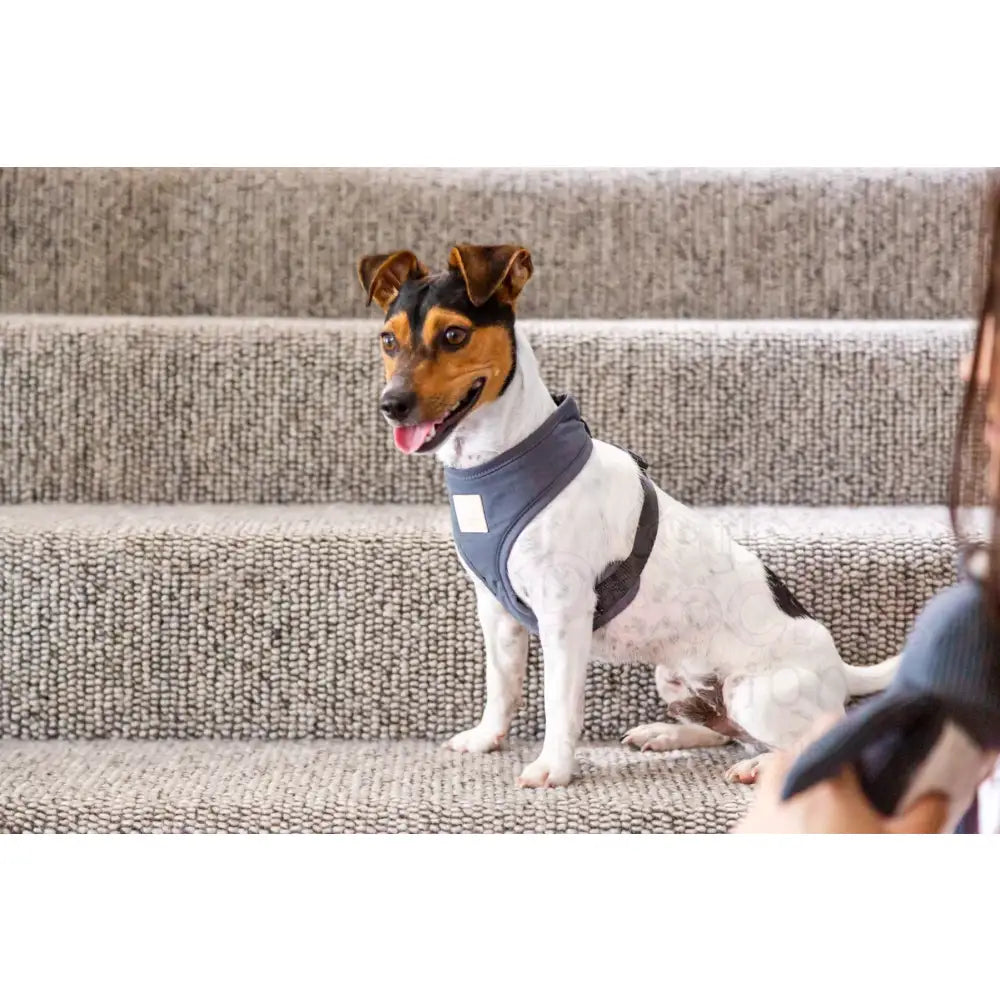 Fuzzyard Life Dog Harness in Slate Grey - Fuzzyard - 3