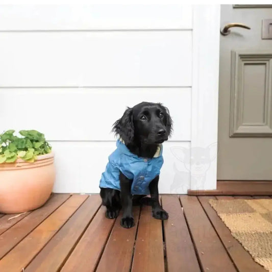 Fuzzyard Life Dog Raincoat in French Blue - Fuzzyard - 2