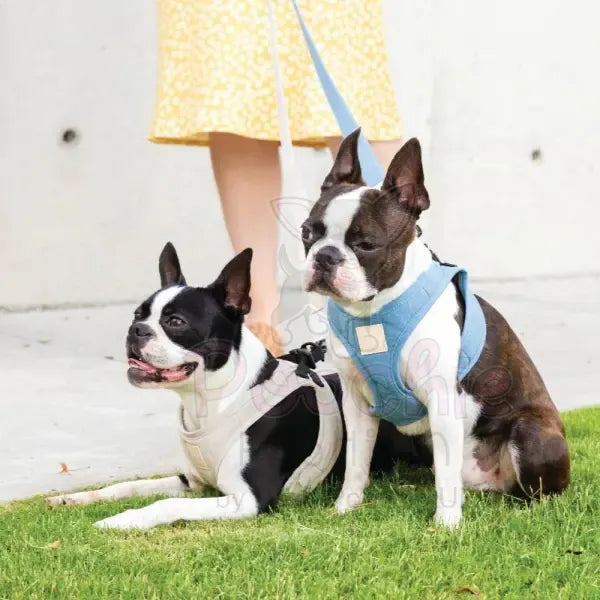 Fuzzyard Life Step in Dog Harness in French Blue Fuzzyard 3