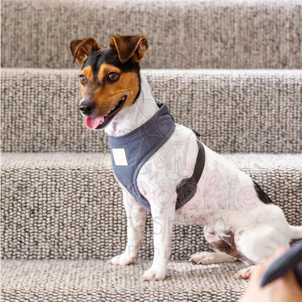 Fuzzyard Life Step in Dog Harness in Slate Grey Fuzzyard 3
