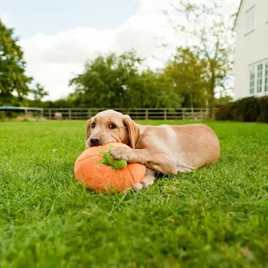 Garden Fresh Pumpkin Dog Toy by P.l.a.y - P.l.a.y - 2