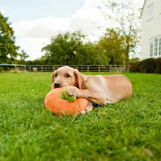 Garden Fresh Pumpkin Dog Toy by P.l.a.y - P.l.a.y - 2