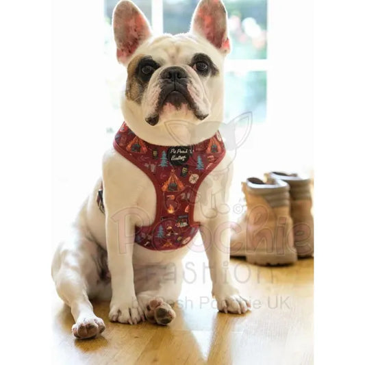 Great Adventure Dog Harness Pet Pooch 2