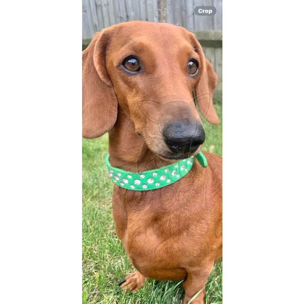 Green Rhinestone Sprinkles Dog Collar - Posh Pawz - 3