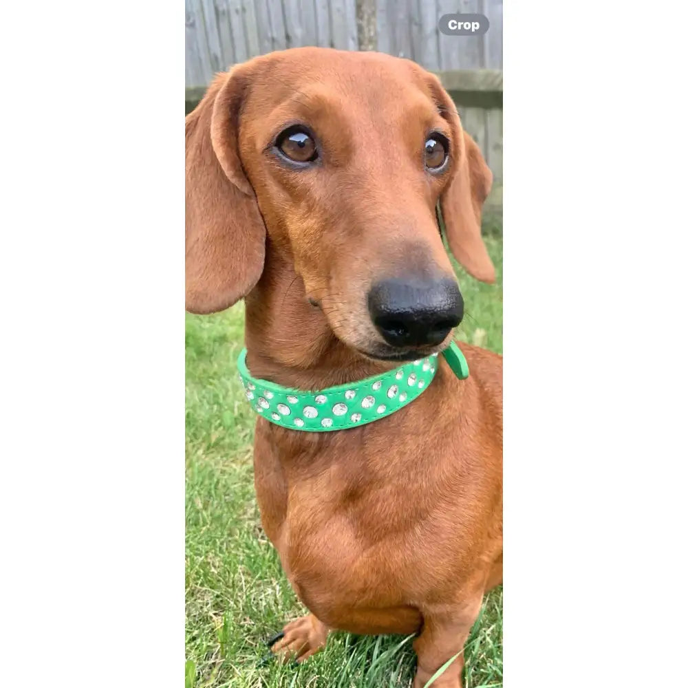 Green Rhinestone Sprinkles Dog Collar - Posh Pawz - 3